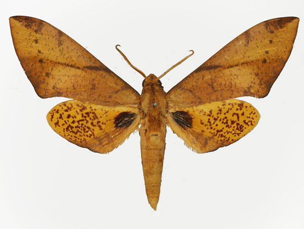 /filer/webapps/moths/media/images/B/bouyeri_Platysphinx_AM_Basquin_02.jpg