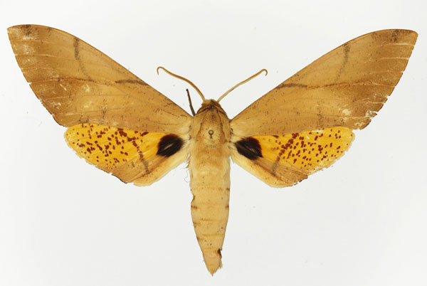 /filer/webapps/moths/media/images/B/bouyeri_Platysphinx_AM_Basquin_03.jpg