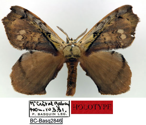 /filer/webapps/moths/media/images/B/bouyeri_Stenoglene_HT_Basquin_1BCVKsU.jpg