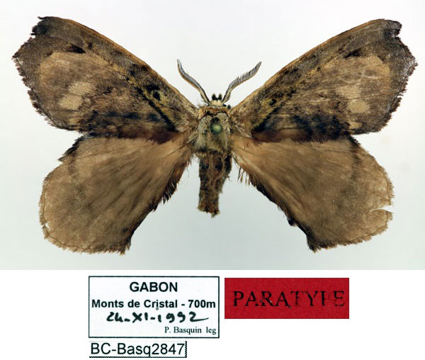 /filer/webapps/moths/media/images/B/bouyeri_Stenoglene_PT_Basquin_bQQMw5s.jpg