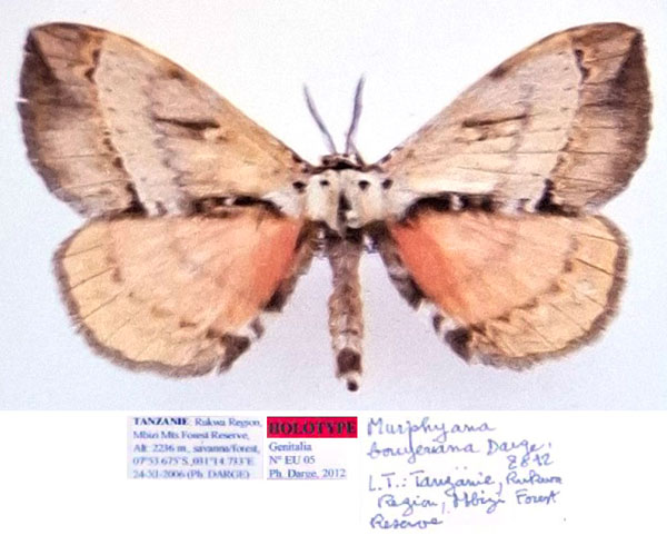 /filer/webapps/moths/media/images/B/bouyeriana_Murphyana_HT_Dargea.jpg