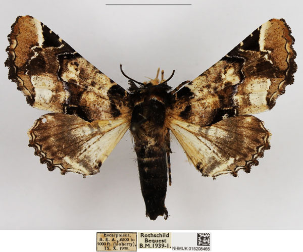 /filer/webapps/moths/media/images/B/bowkeri_Eutelia_AF_NHMUK.jpg