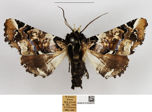 /filer/webapps/moths/media/images/B/bowkeri_Eutelia_AM_NHMUK.jpg