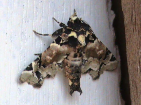 /filer/webapps/moths/media/images/B/bowkeri_Eutelia_A_Guyonnet.jpg