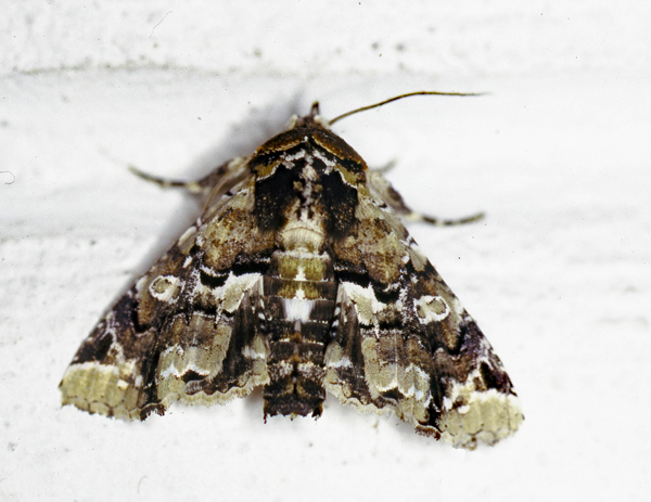 /filer/webapps/moths/media/images/B/bowkeri_Eutelia_A_Roland_01.jpg