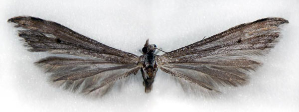 /filer/webapps/moths/media/images/B/bowkeri_Platyptilia_HT_TMSA.jpg