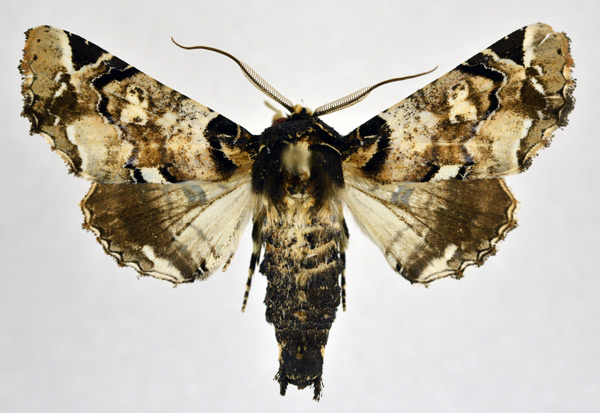 /filer/webapps/moths/media/images/B/bowkerii_Eutelia_AM_NHMO.jpg