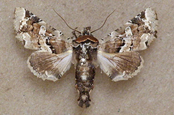 /filer/webapps/moths/media/images/B/bowkerii_Eutelia_A_Butler.jpg