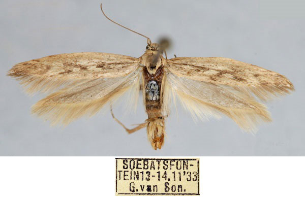 /filer/webapps/moths/media/images/B/brachiohirsutella_Haploscythris_HT_TMSA_2uJAGfZ.jpg