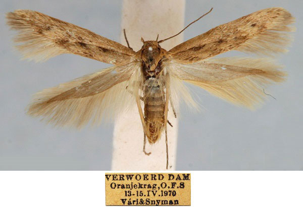 /filer/webapps/moths/media/images/B/brachiotruncella_Haploscythris_HT_TMSA_gHWy1OG.jpg