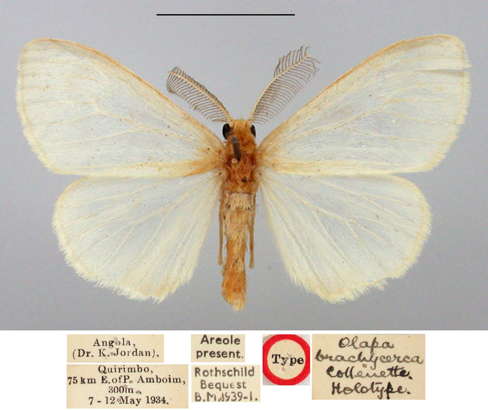 /filer/webapps/moths/media/images/B/brachycerca_Olapa_HT_BMNH.jpg