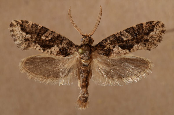 /filer/webapps/moths/media/images/B/brachyctenis_Compsoctena_A_Butler.jpg