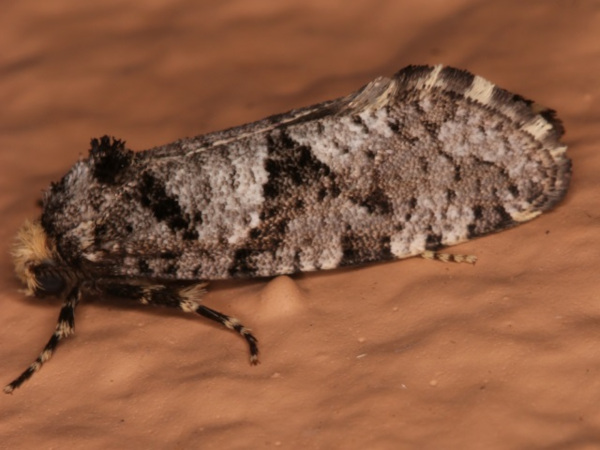 /filer/webapps/moths/media/images/B/brachyctenis_Compsoctena_A_Roland.jpg
