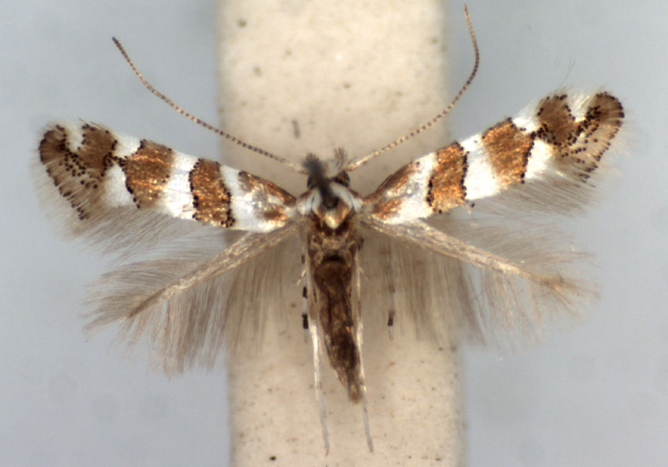 /filer/webapps/moths/media/images/B/brachylaenae_Phyllonorycter_AM_TMSA.jpg