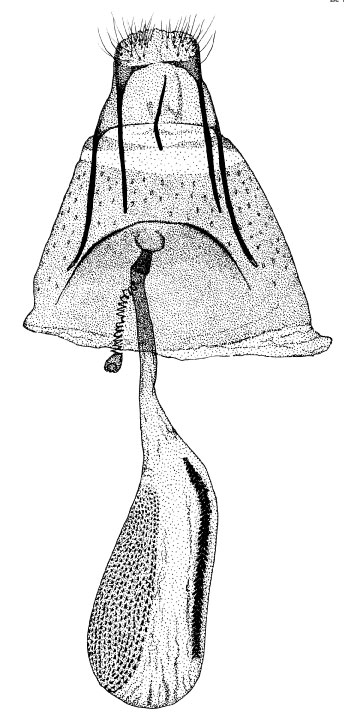 /filer/webapps/moths/media/images/B/brachylaenae_Phyllonorycter_GF_DePrins.jpg