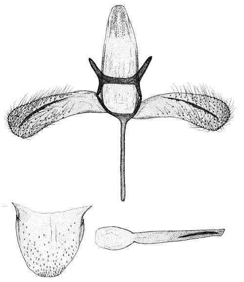 /filer/webapps/moths/media/images/B/brachylaenae_Phyllonorycter_GM_DePrins_02.jpg