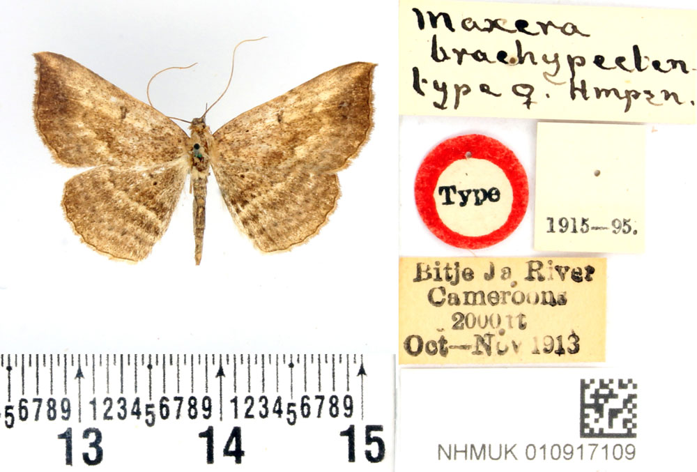 /filer/webapps/moths/media/images/B/brachypecten_Maxera_AT_BMNH.jpg