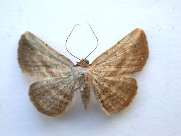 /filer/webapps/moths/media/images/B/brachypecten_Maxera_A_Revell.jpg