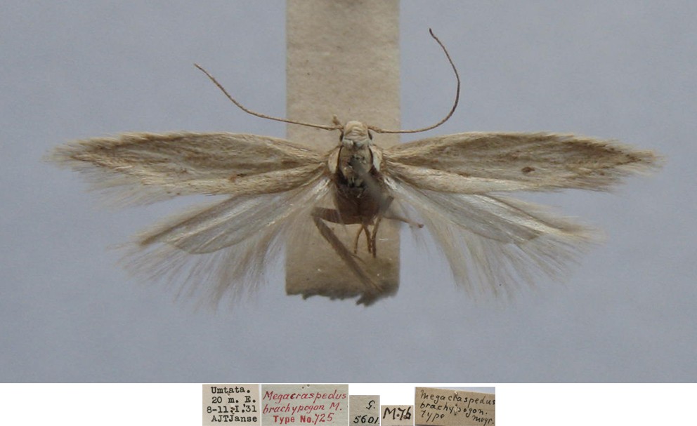 /filer/webapps/moths/media/images/B/brachypogon_Megacraspedus_MHT_TMSA.jpg