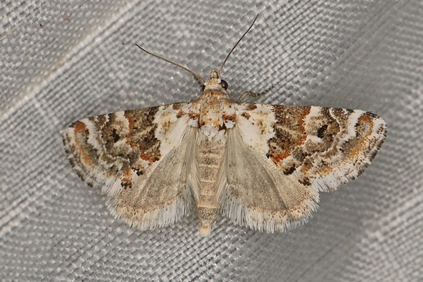 /filer/webapps/moths/media/images/B/brachyptera_Eublemma_A_Heyns_01.JPG
