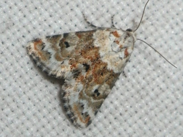 /filer/webapps/moths/media/images/B/brachyptera_Eublemma_A_Liebenberg_01.jpeg