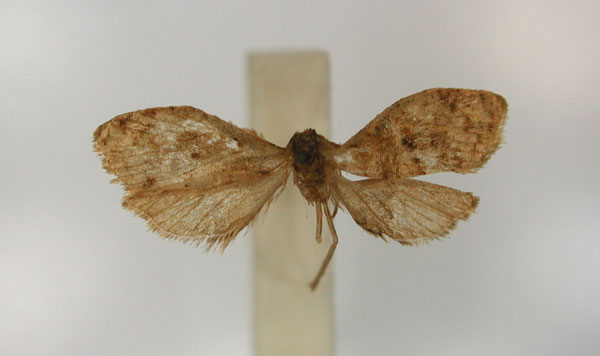 /filer/webapps/moths/media/images/B/brachyptycta_Clepsis_LT_RMCA_01.jpg