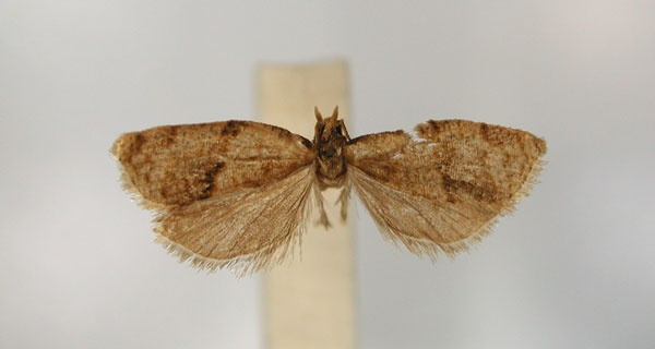 /filer/webapps/moths/media/images/B/brachyptycta_Clepsis_ST4_RMCA_01.jpg