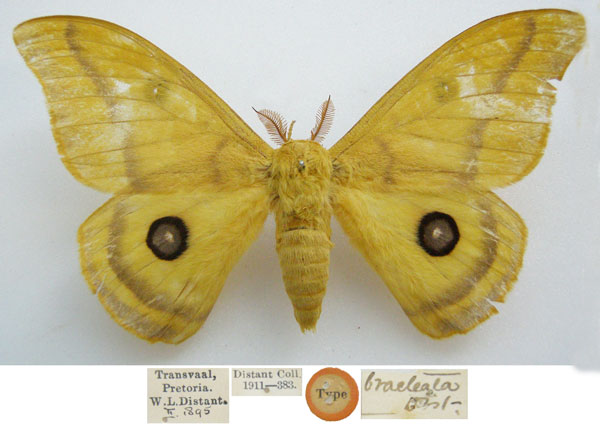 /filer/webapps/moths/media/images/B/bracteata_Antheraea_HT_NHMUKa.jpg