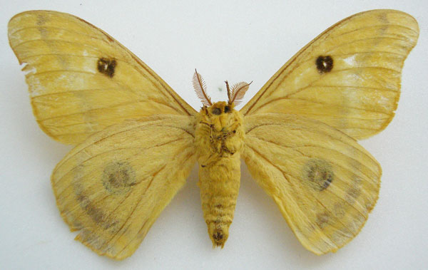 /filer/webapps/moths/media/images/B/bracteata_Antheraea_HT_NHMUKb.jpg