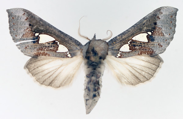 /filer/webapps/moths/media/images/B/bracteata_Antiophlebia_AF_TMSA_02.jpg
