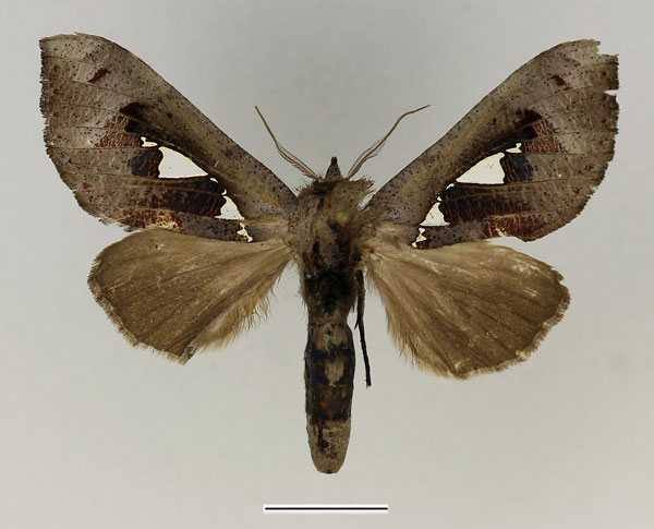 /filer/webapps/moths/media/images/B/bracteata_Antiophlebia_AM_Basquin.jpg