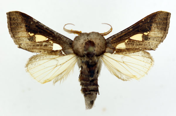 /filer/webapps/moths/media/images/B/bracteata_Antiophlebia_AM_ISEA.jpg