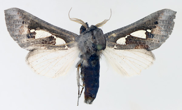/filer/webapps/moths/media/images/B/bracteata_Antiophlebia_AM_TMSA_01.jpg