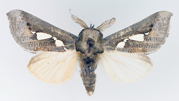 /filer/webapps/moths/media/images/B/bracteata_Antiophlebia_AM_TMSA_02.jpg