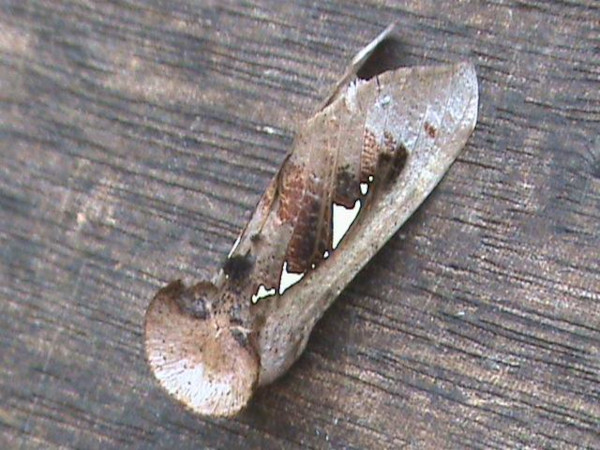 /filer/webapps/moths/media/images/B/bracteata_Antiophlebia_A_Guyonnet.jpg