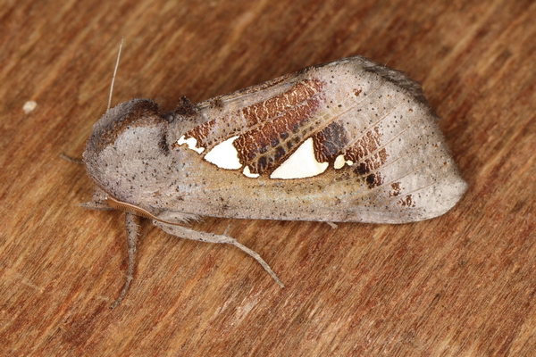 /filer/webapps/moths/media/images/B/bracteata_Antiophlebia_A_Heyns_01.jpg.JPG