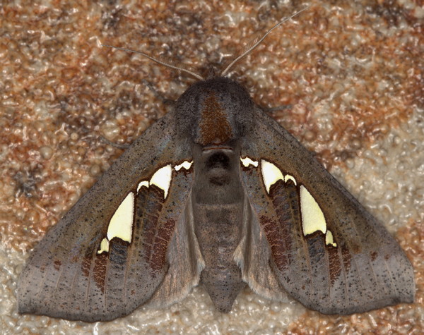 /filer/webapps/moths/media/images/B/bracteata_Antiophlebia_A_Heyns_02.jpg.jpg