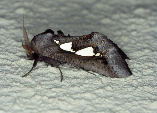 /filer/webapps/moths/media/images/B/bracteata_Antiophlebia_A_Roland_04w_2.jpg