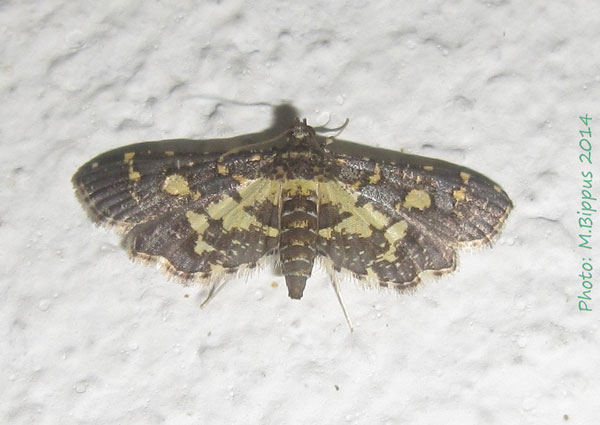 /filer/webapps/moths/media/images/B/bracteolalis_Eurrhyparodes_A_Bippus.jpg