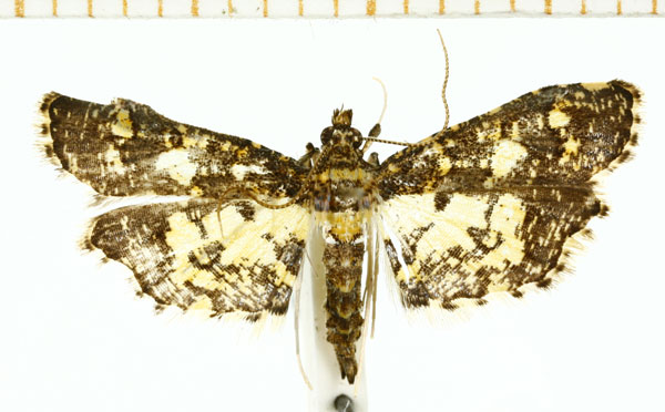 /filer/webapps/moths/media/images/B/bracteolalis_Eurrhyparodes_A_DePrins.jpg