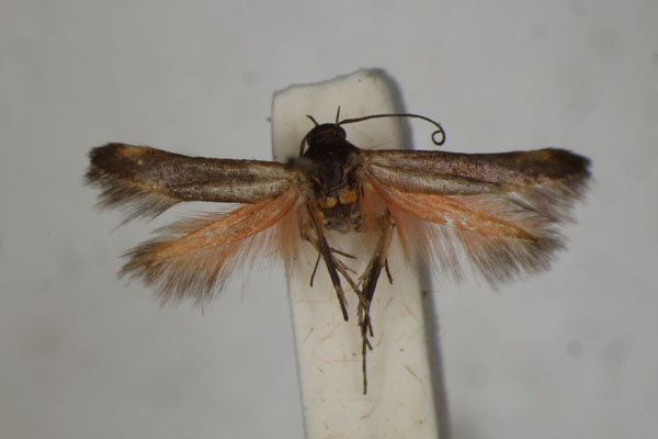 /filer/webapps/moths/media/images/B/bradleyi_Eretmocera_HT_BMNH.jpg