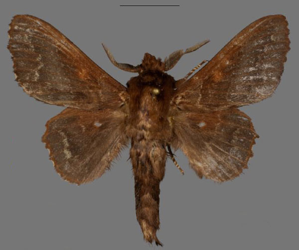/filer/webapps/moths/media/images/B/bradyi_Mimopacha_PTM_Mueller_01.jpg