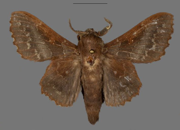 /filer/webapps/moths/media/images/B/bradyi_Mimopacha_PTM_Mueller_02.jpg