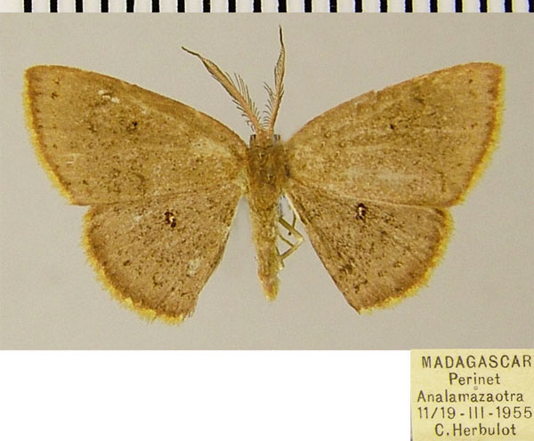 /filer/webapps/moths/media/images/B/bradyspila_Chrysocraspeda_AM_ZSMa.jpg