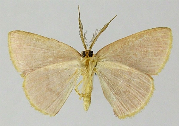 /filer/webapps/moths/media/images/B/bradyspila_Chrysocraspeda_AM_ZSMb.jpg