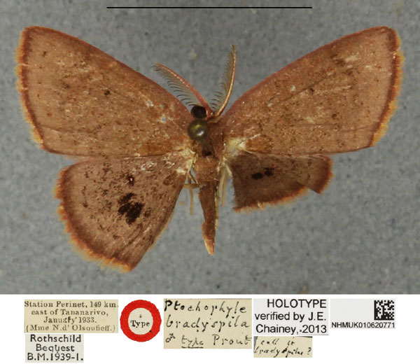 /filer/webapps/moths/media/images/B/bradyspila_Ptochophyle_HT_NHMUKa.jpg