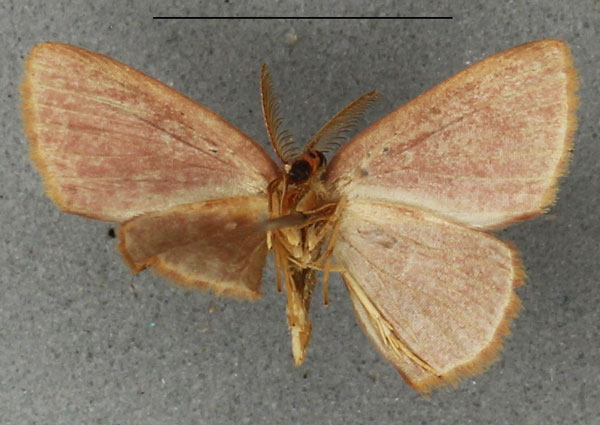 /filer/webapps/moths/media/images/B/bradyspila_Ptochophyle_HT_NHMUKb.jpg