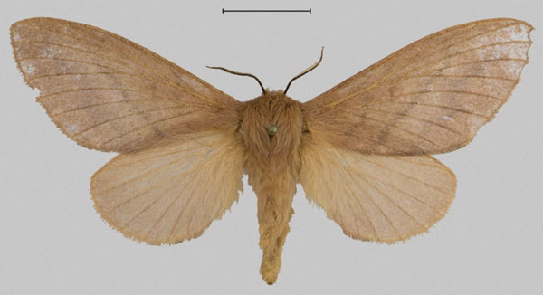 /filer/webapps/moths/media/images/B/braedan_Gonotrichidia_PTF_Mueller.jpg