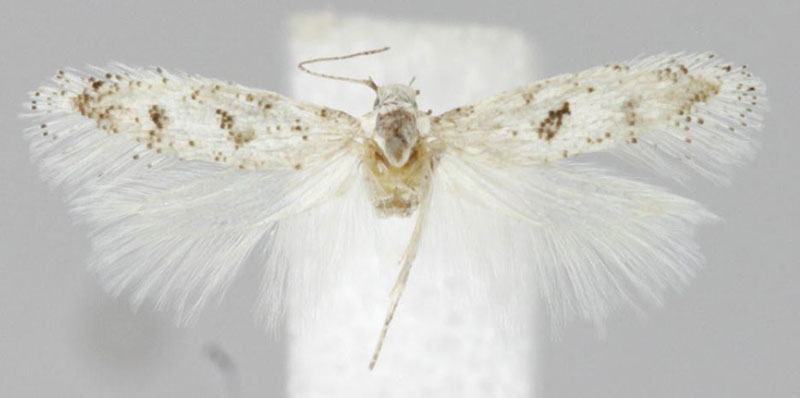 /filer/webapps/moths/media/images/B/brandbergensis_Scrobipalpa_PTF_ZMHB.jpg