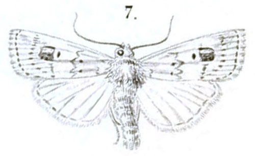 /filer/webapps/moths/media/images/B/brantsii_Leucania_HT_Snellen_1872-7.jpg